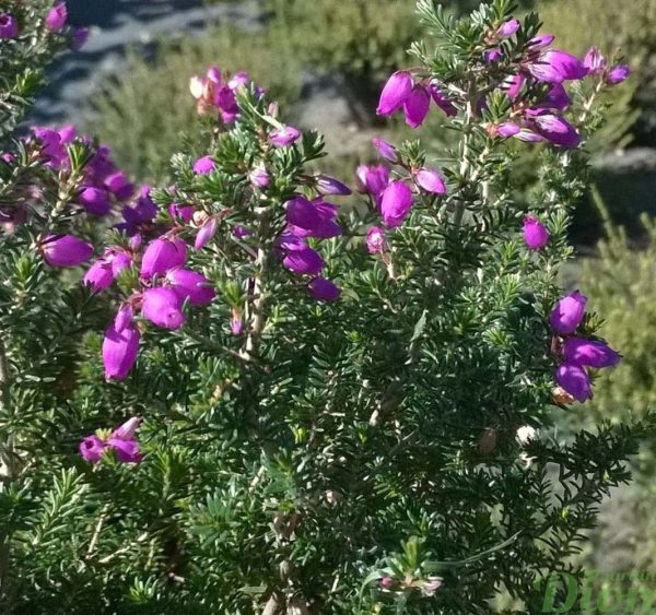 erica-cinerea-purple beauty-bruyèe cendrée à 2 floraisons erica-cinerea-purple beauty-bruyèe cendrée à 2 floraisons