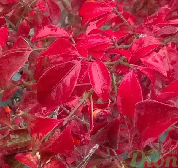 euonymus-alata-compacta-fusain ailé nain-feuillage rouge-automne