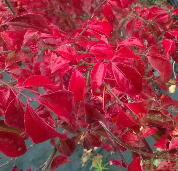 euonymus-alata-compacta-fusain ailé nain-feuillage rouge-automne euonymus-alata-compacta-fusain ailé nain-feuillage rouge-automne