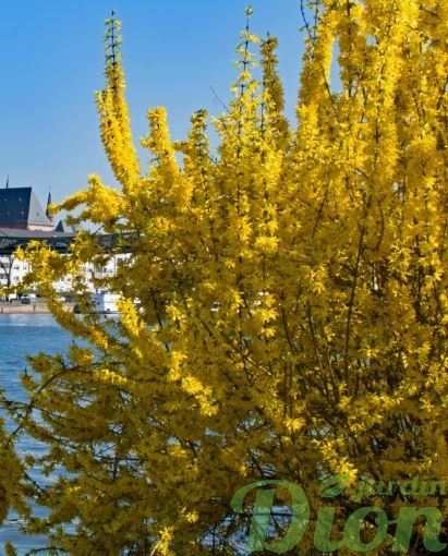 Forsythia. ‘Norther gold’ Forsythia. ‘Norther gold’