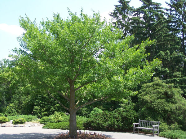 Ginkgo biloba Ginkgo biloba