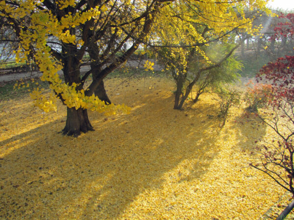 Ginkgo biloba ‘Autumn gold’