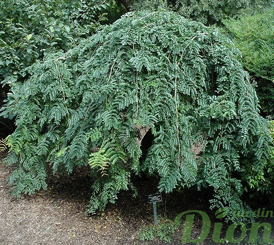 Gleditsia triacanthos inermis ‘Emerald cascade’ Gleditsia triacanthos inermis ‘Emerald cascade’