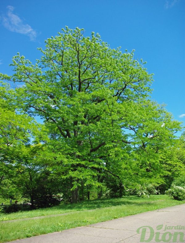 Gleditsia triacanthos inermis ‘Shademaster’ Gleditsia triacanthos inermis ‘Shademaster’