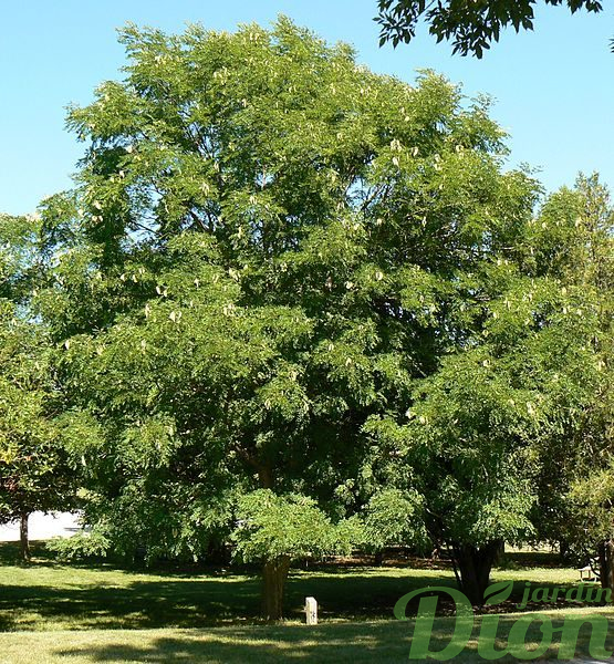 Gymnocladus dioicus Gymnocladus dioicus