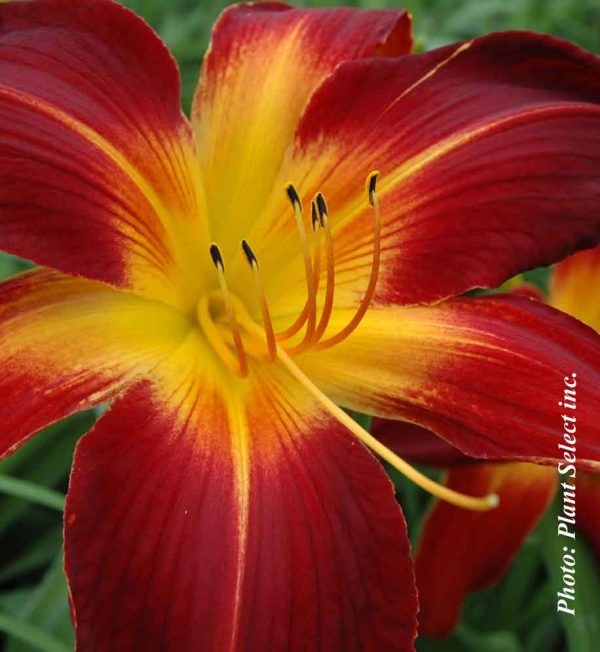 hemerocallis-ruby-spider.jpg hemerocallis-ruby-spider.jpg