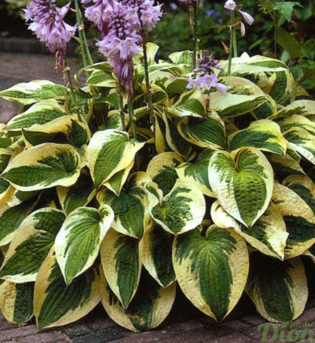 hosta jardin dion night before christmas hosta