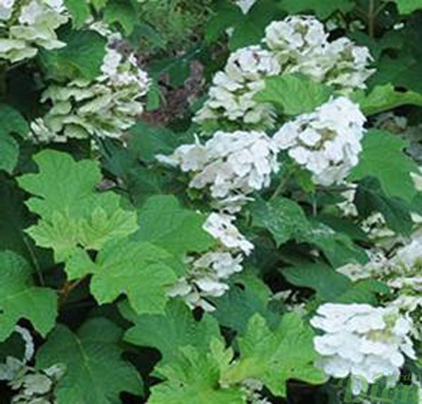 Hydrangea quercifolia ‘Ruby slippers’ Hydrangea quercifolia ‘Ruby slippers’