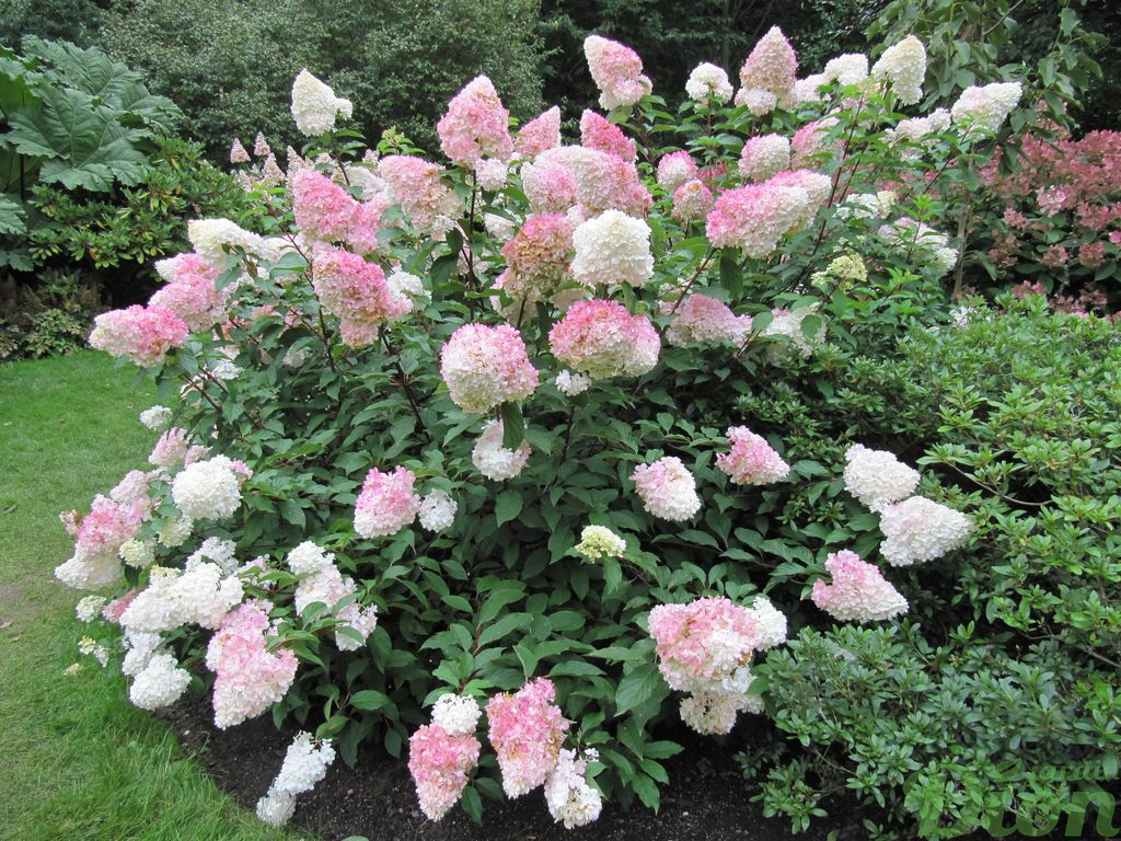 Hydrangea Sundae Fraise Hydrangea-vanille-fraise-hydrangee-paniculata-paniculee