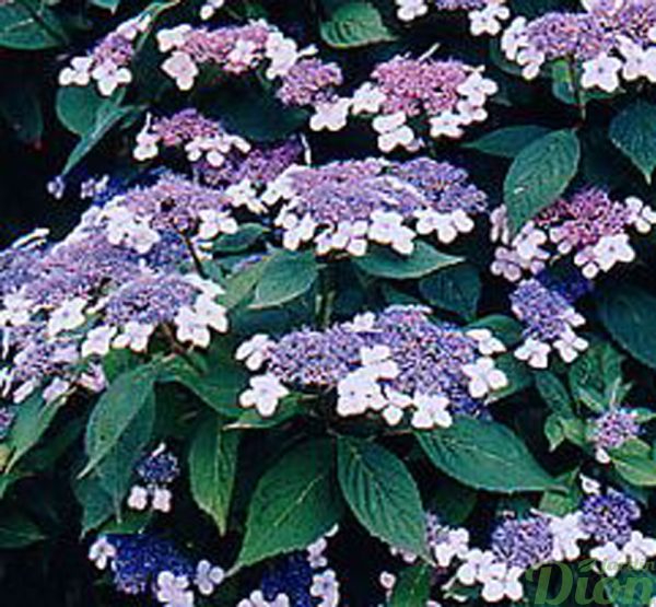 Hydrangea macrophylla ‘Twist-n-shout’ Hydrangea macrophylla ‘Twist-n-shout’