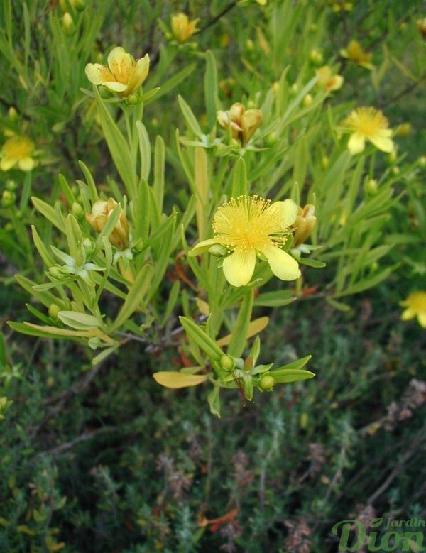 Hypericum kalmianum ‘Gem’ Hypericum kalmianum ‘Gem’