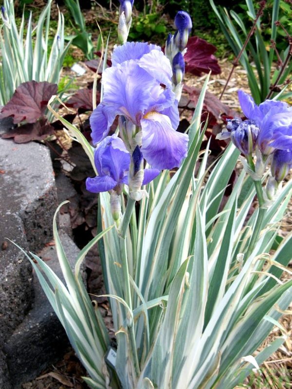 iris-argenteo-variegata