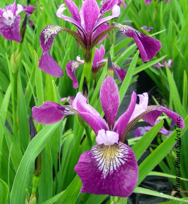 iris-versicolor.jpg