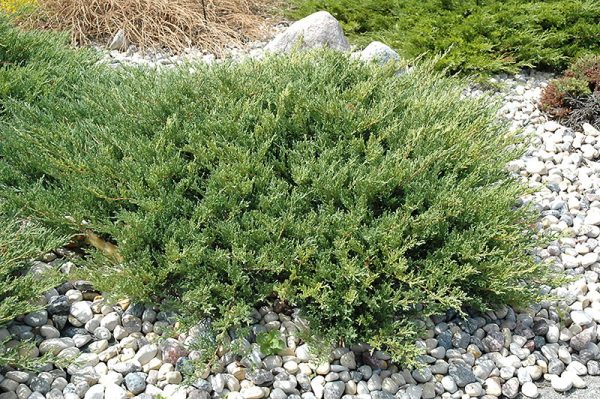 juniperus-plumosa-andorra-compacta-genevrier-plumosa-compacta.jpg