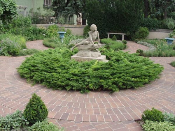 juniperus-sabina-calgary-carpet-genevrier-calgary-carpet.jpg juniperus-sabina-calgary-carpet-genevrier-calgary-carpet.jpg