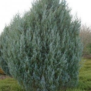 juniperus-scopulorum-witchita-blue-genevrier-witchita-blue-300×300
