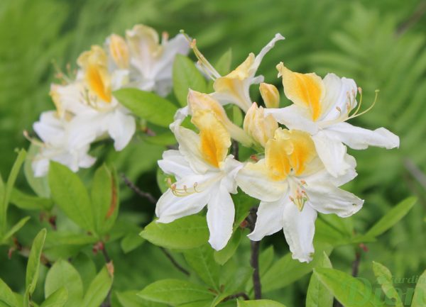 Azalea Northern Hi-lights Azalea Northern Hi-lights