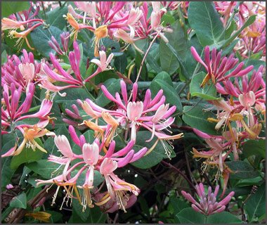 lonicera-goldflame-chevrefeuille-goldflame.jpg