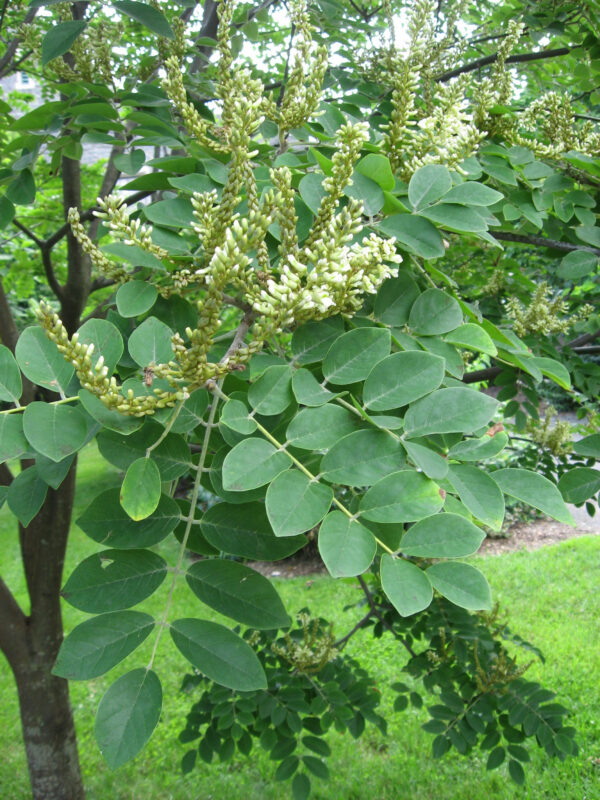 maakia amurensis ‘Summer time’ – Feuillage et fleurs maakia amurensis ‘Summer time’ – Feuillage et fleurs