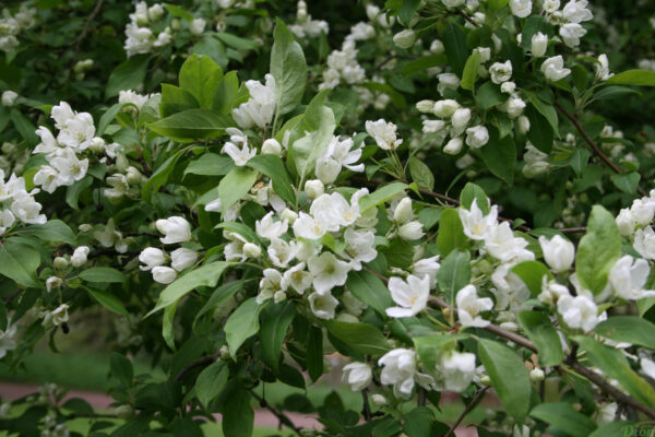 Malus baccata erecta Malus baccata erecta