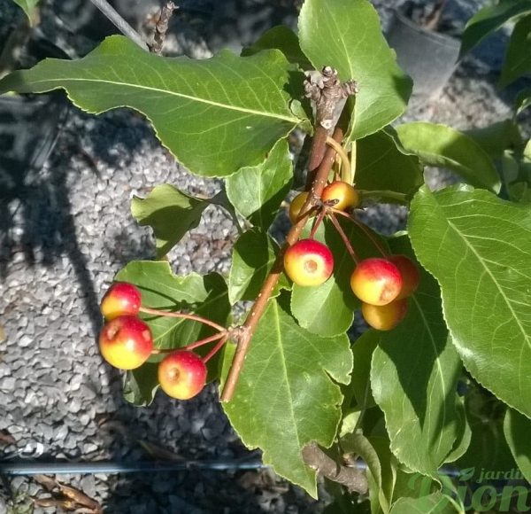 malus-baccata-gracillis-pommetier-fruits – Copie malus-baccata-gracillis-pommetier-fruits – Copie