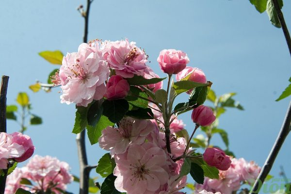 Malus ‘Brandywine’ Malus ‘Brandywine’