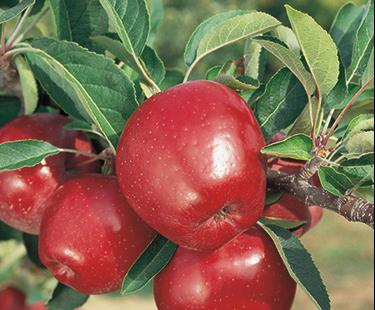 malus-delicieuse-rouge-pommier-delicieuse-rouge.jpg