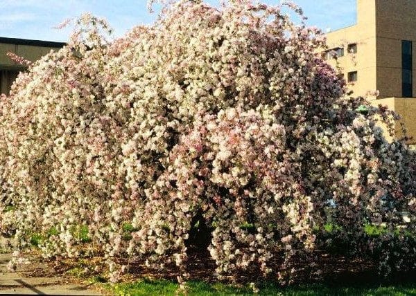 malus-echtermeyer.pommetier.echtermeyer-600×428