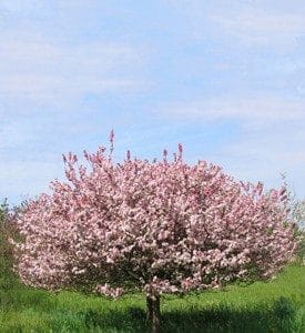 malus.coralburst.pommetier.coralburst-275×300