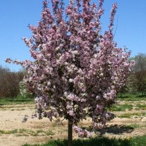 malus.pink-spire.pommetier.pink-spire-300×300
