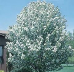 malus.spring-snow.pommetier.spring-snow.jpg malus.spring-snow.pommetier.spring-snow.jpg