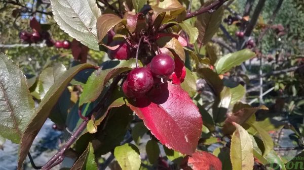 malus_pommetier-décoratif-malus-prairiefire-fruits-couleurs d’automne