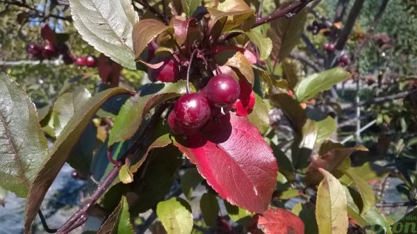 malus_pommetier-décoratif-malus-prairiefire-fruits-couleurs d’automne malus_pommetier-décoratif-malus-prairiefire-fruits-couleurs d’automne