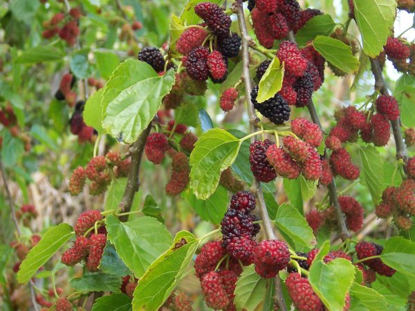 Morus alba pendula – Fruits Morus alba pendula – Fruits