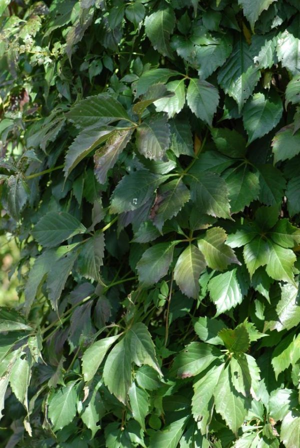 parthenocissus-quinquefolia-engelmannii-vigne-vierge-de-virginie-engelmannii.jpg parthenocissus-quinquefolia-engelmannii-vigne-vierge-de-virginie-engelmannii.jpg