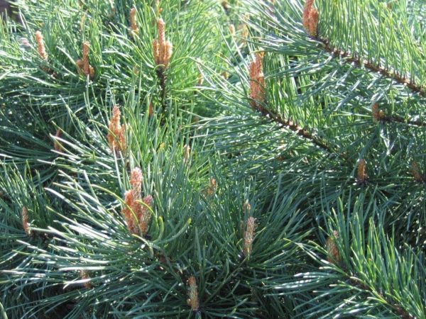 pinus-sylvestris-pin-ecossais-1024×768