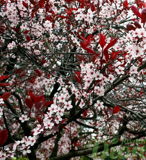 Prunus cistena en fleurs Prunus cistena en fleurs