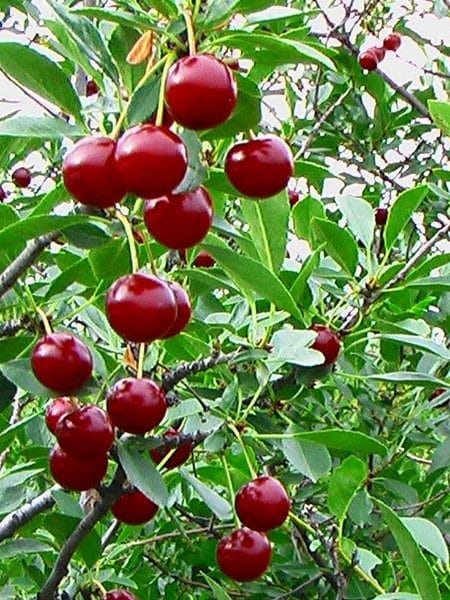 prunus-juliet-cerisier-juliet-450×600