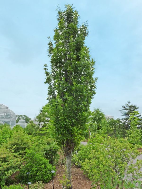 Quercus palustris ‘Green pillar’
