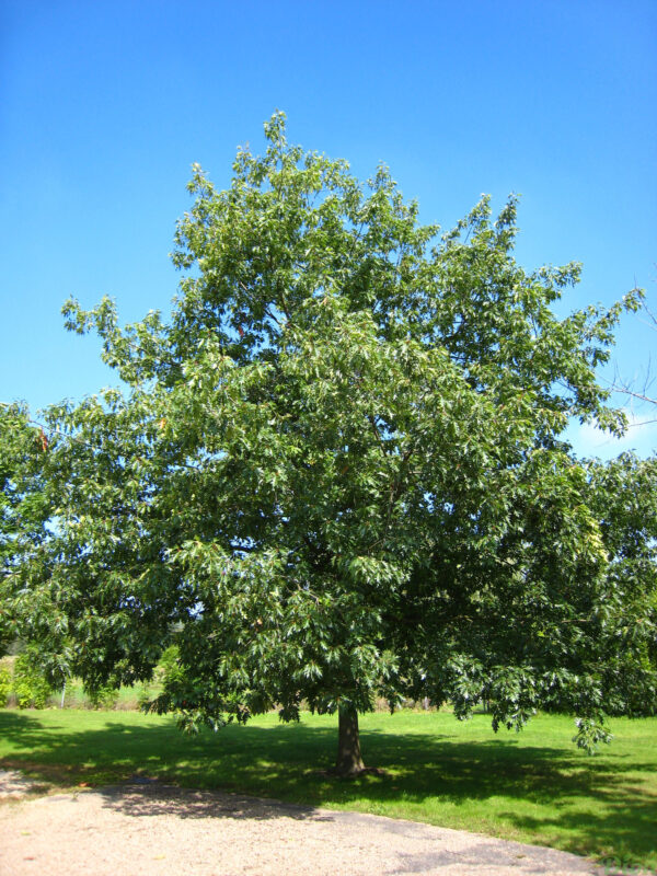 Quercus rubra Quercus rubra
