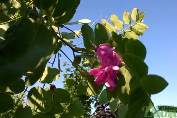 robinia_pseudoacacia_purple_robe robinia_pseudoacacia_purple_robe