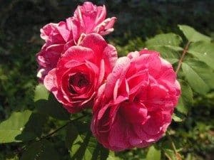 rosa-alexander-mackenzie-rosier-alexander-mckenzie-300×225