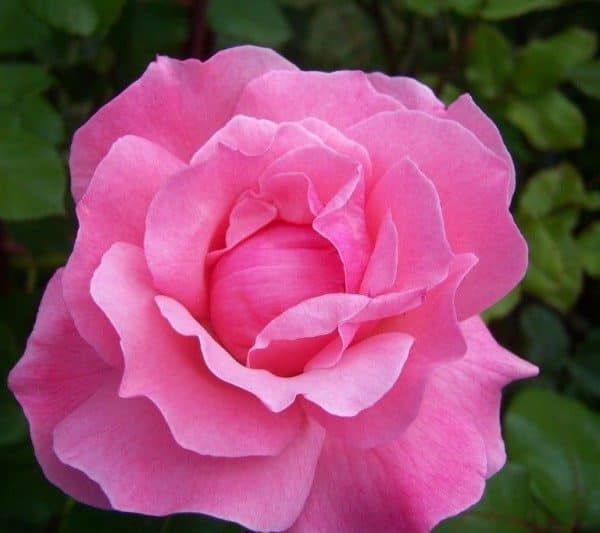 rosa-queen-elizabeth-rosier-queen-elisabeth-600×533