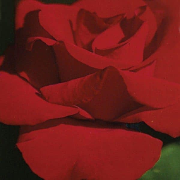 rosa-wilfrid-dion-rosier-wilfrid-dion-600×600