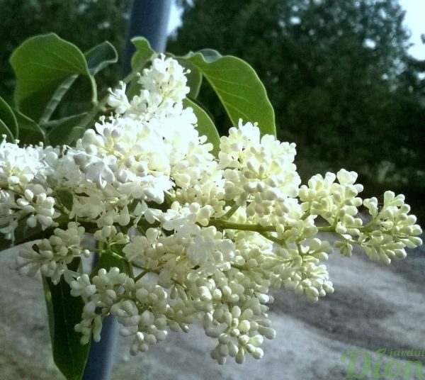 syringa reticulata ivory silk |