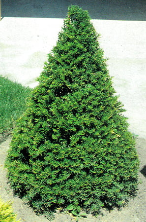 taxus-cuspitata-capidata-if-du-japon-capitata.jpg taxus-cuspitata-capidata-if-du-japon-capitata.jpg