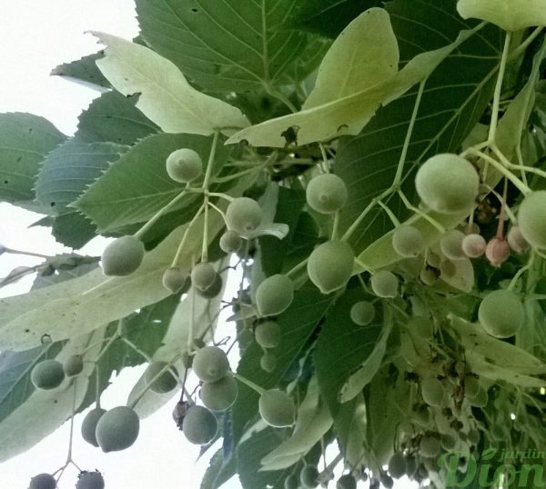 tilia-cordata-tilleul-glenleven-fruits tilia-cordata-tilleul-glenleven-fruits
