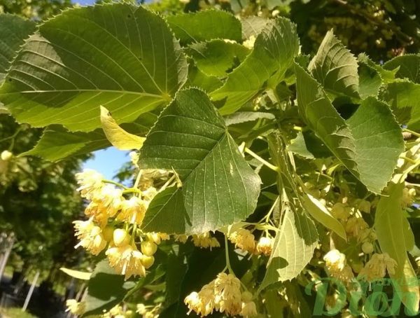 tilia_americana_nova_tilleul_d’amérique_fleurs2 tilia_americana_nova_tilleul_d’amérique_fleurs2