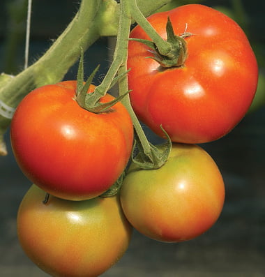 tomate-fantastic.jpg