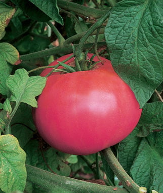 tomate-pink-girl.jpg